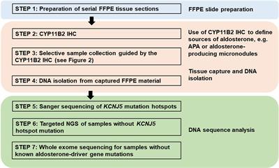 Approaches to Gene Mutation Analysis Using Formalin-Fixed Paraffin-Embedded Adrenal Tumor Tissue From Patients With Primary Aldosteronism